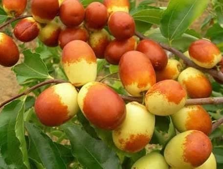 Jujube Seeds for Planting (10 Pack) – Grow Your Own Sweet Red Date Tree – Non-GMO Garden Seeds for Home Orchard, Outdoor Planting, and Backyard Gardening