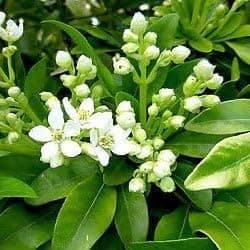 Mexican Orange Blossom/Choisya 'Ternata' in 2L Pot 3fatpigs®