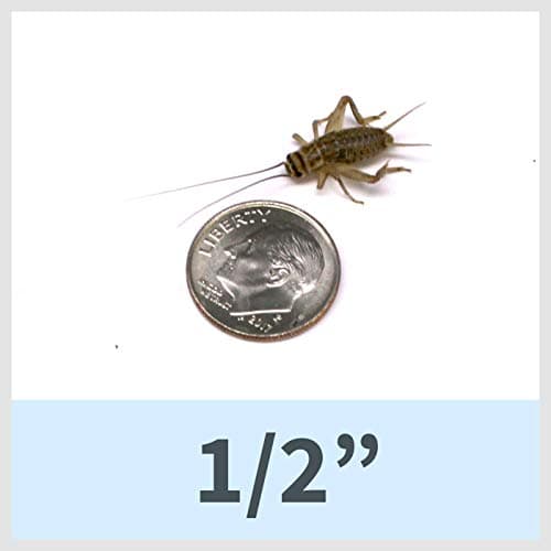 Ovipost 250 Live House Crickets (Acheta domesticus) (1/2")