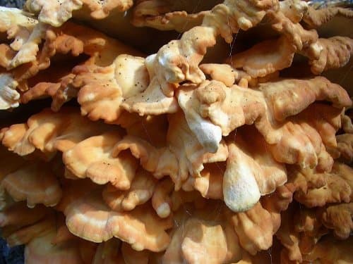 Forest Organics Chicken of the Woods Mushroom Growing Log Kit