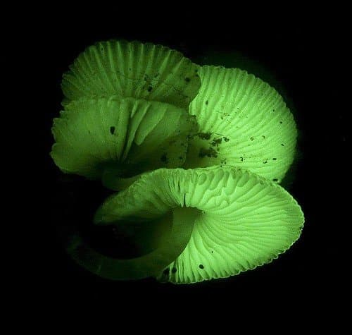 Glow in the Dark Mushroom Growing Log Spawn Plugs