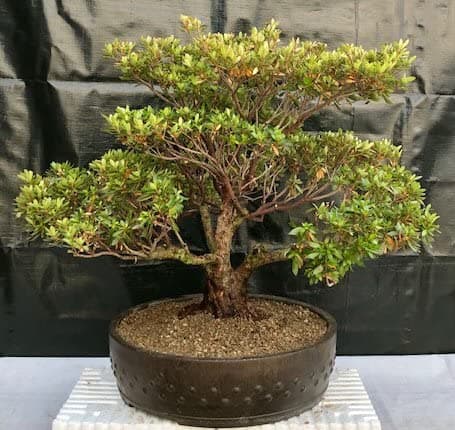 Bonsai Boy's Flowering Chinzan Azalea Bonsai Tree azalea satsuki 'chinzan'