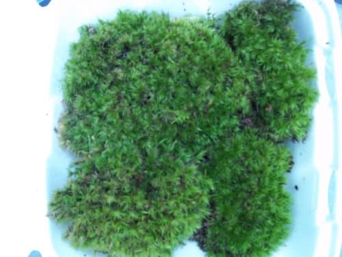 Fresh Live Frog Mood Moss - 2 to 4" Plants for Terrarium Vivarium