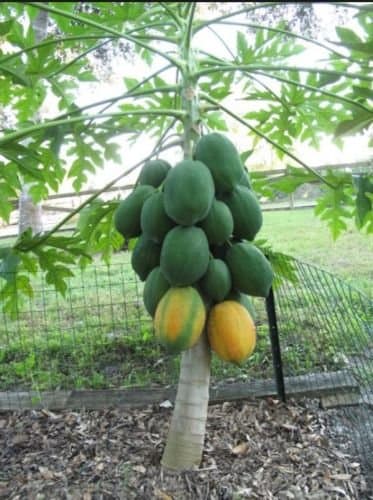 50+ Very Fresh Rare! Dwarf Waimanalo Papaya! tropical fruit tree seeds plant