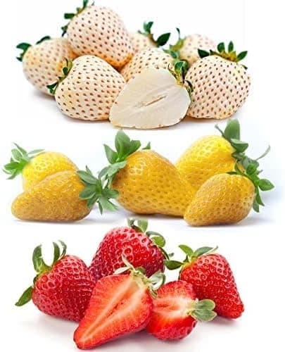 3 Colors Strawberry Four Seasons Strawberry Seeds for Planting - 800 Fresh Strawberry Seeds Individually Packed