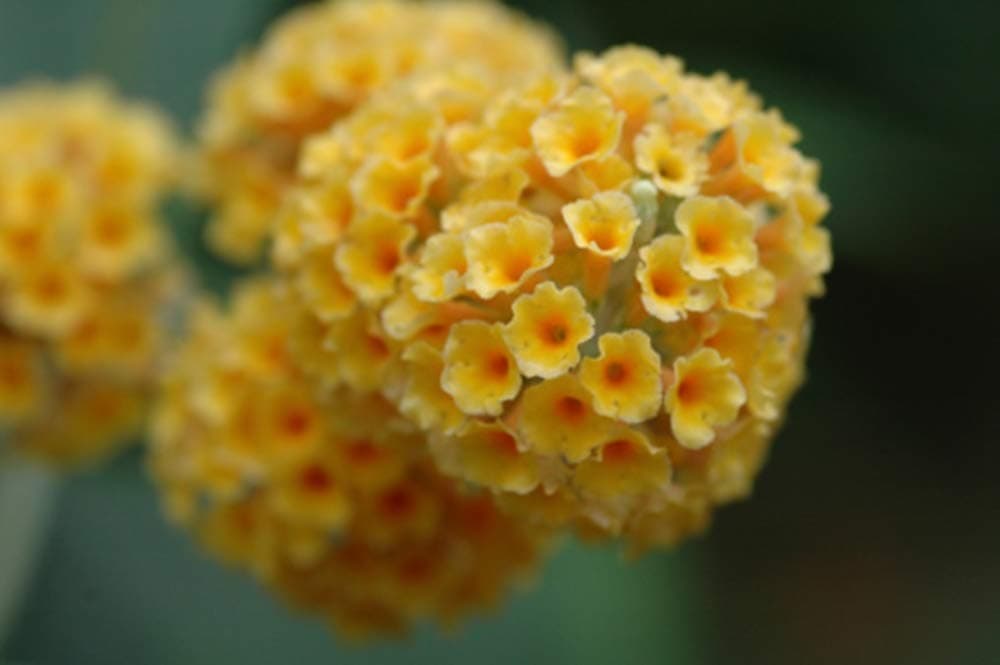 RP Seeds Buddleia globosa (Orange Ball Tree) - 25 Seeds