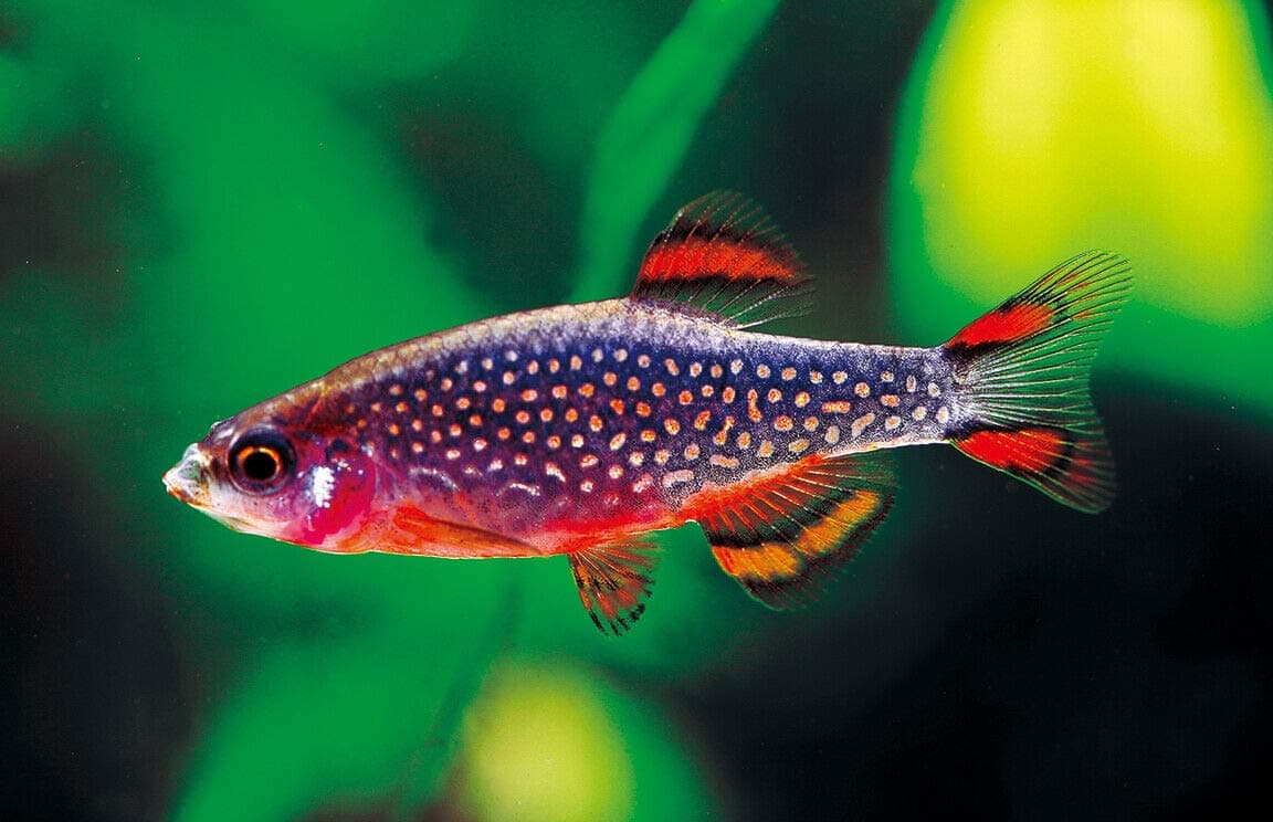 Aqua Huna Galaxy Rasbora/Celestial Pearl Danio - 8 Pack