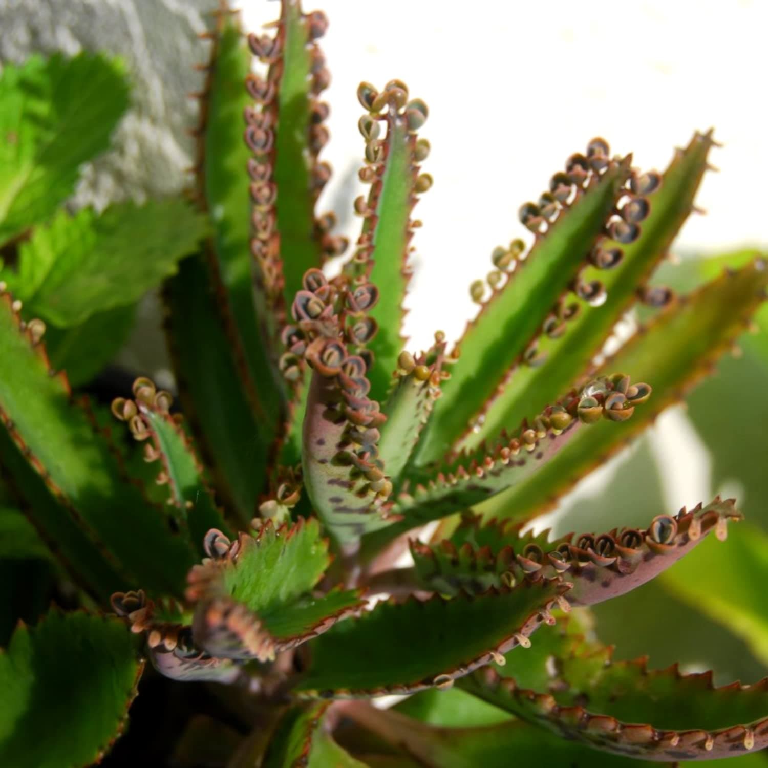 Dark Blue Kalanchoe Seeds to Grow, Set 25 Rare Succulent Seeds for Planting