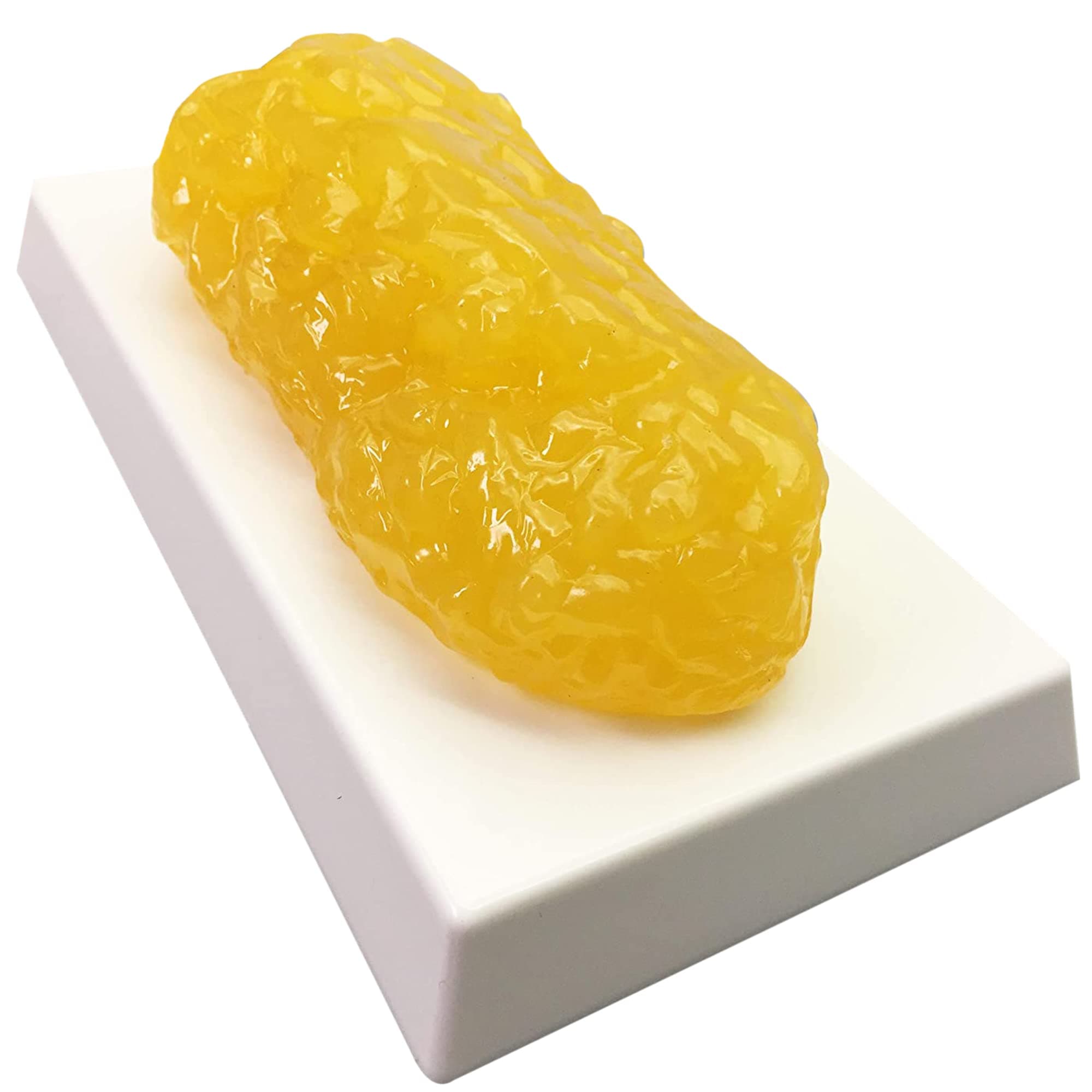 Amazing Human Body Fat Replica 1lb by Evviva Sciences, Realistic Anatomic Fatty Tissue Model Demonstration for Anatomy, Physiology, Science & Technology Students