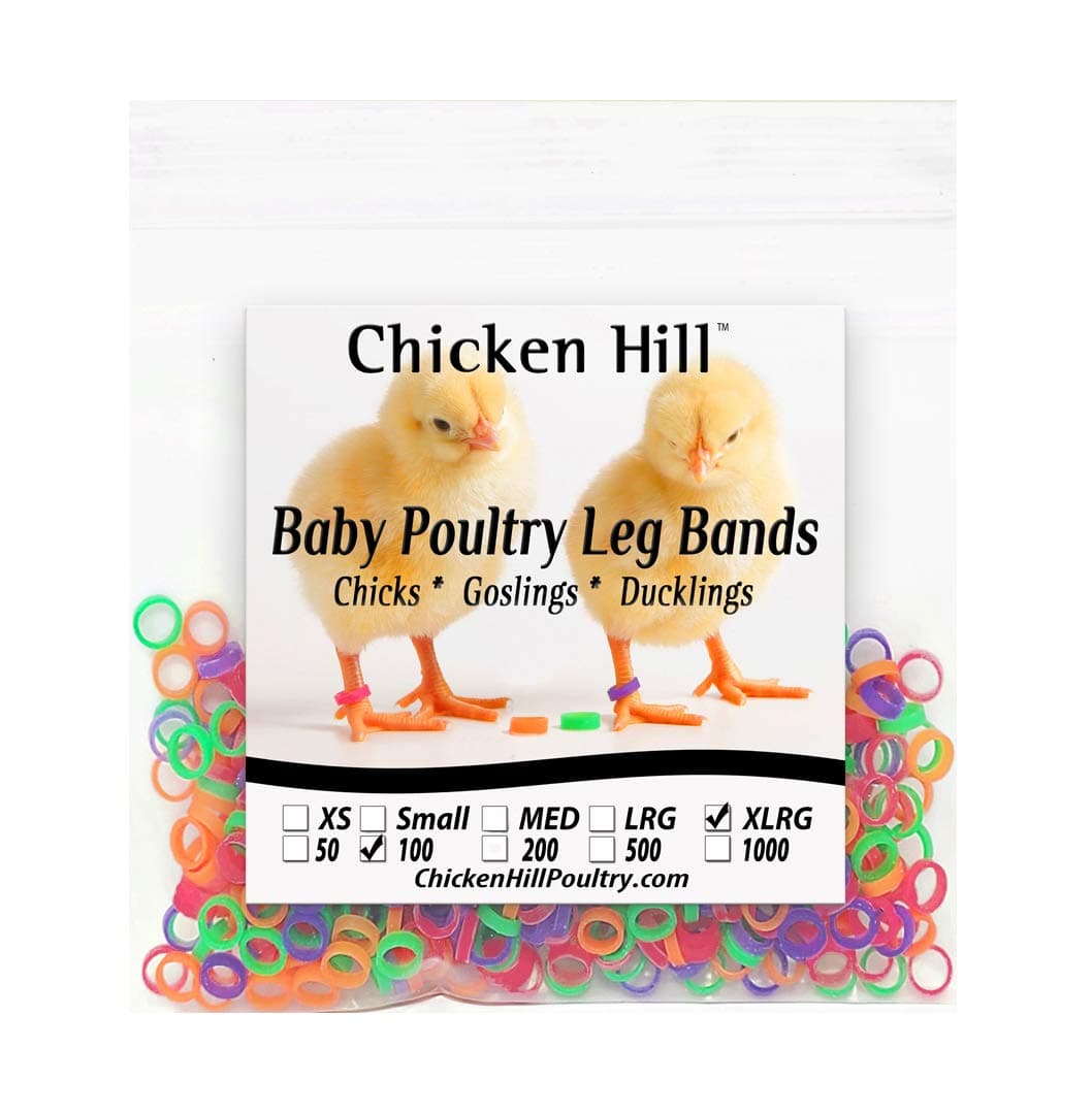 Baby Poultry Chick Leg Bands Size 6 XLarge (200)