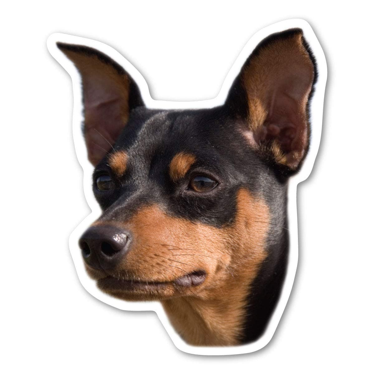 Miniature Pinscher Dog Magnet is 4.875" x 4" Made for Vehicles and Refrigerators
