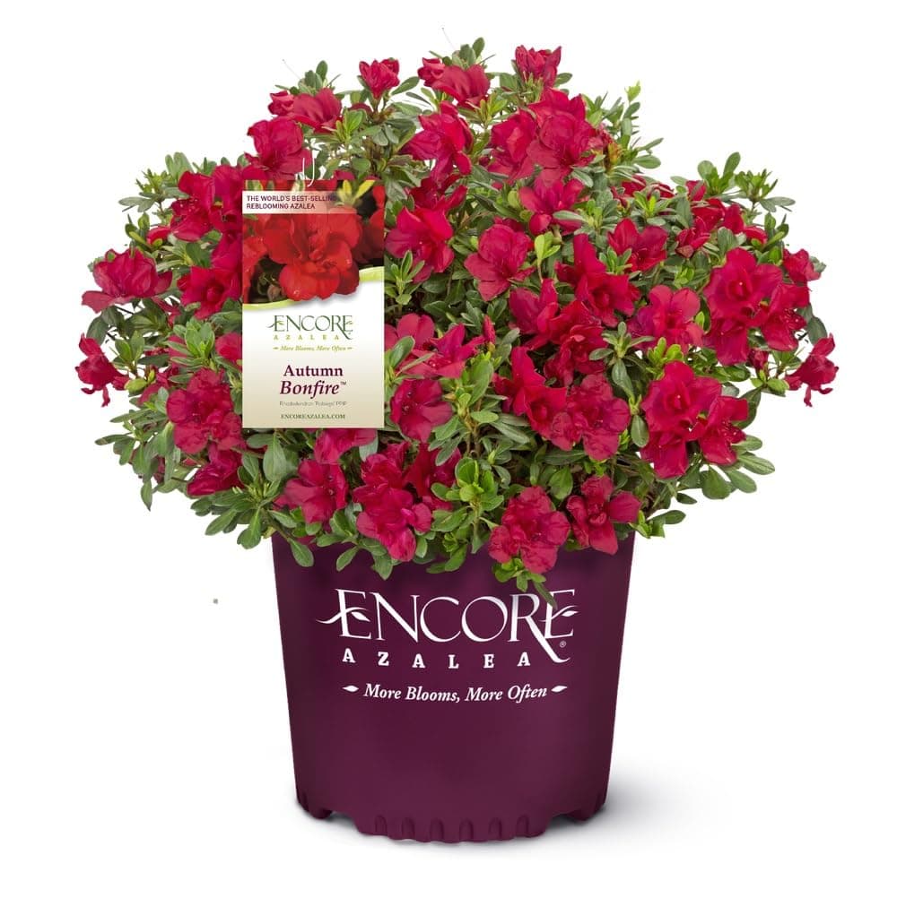 Encore Azalea Autumn Bonfire (1 Gallon) Red Flowering Shrub - Full Sun Live Outdoor Plant - Azalea Shrub - Rhododendron