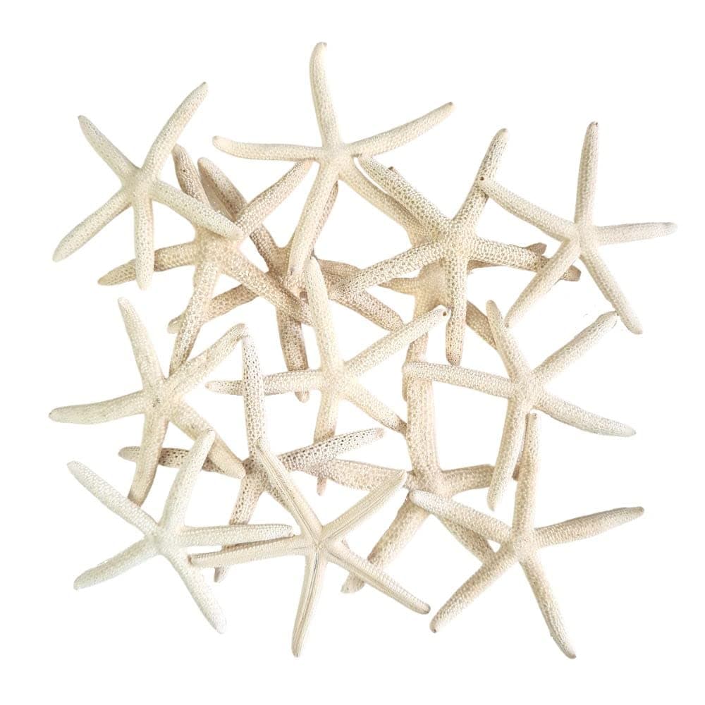 AVALON Starfish/White Pointer Starfish Size: 5-8 cm White Finger Starfish/Ocean Art Shells/Seashore & Coastal Crafts/Beach Decor/Weddings/Terrariums (3)