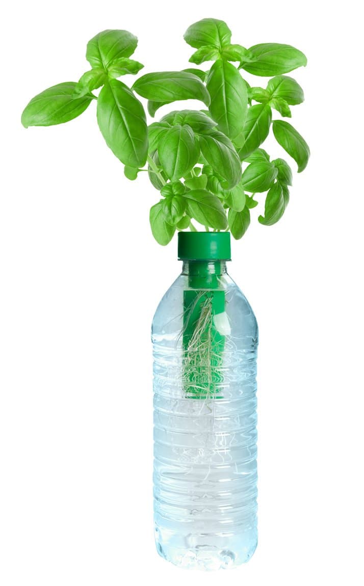 Petomato Basil Plant