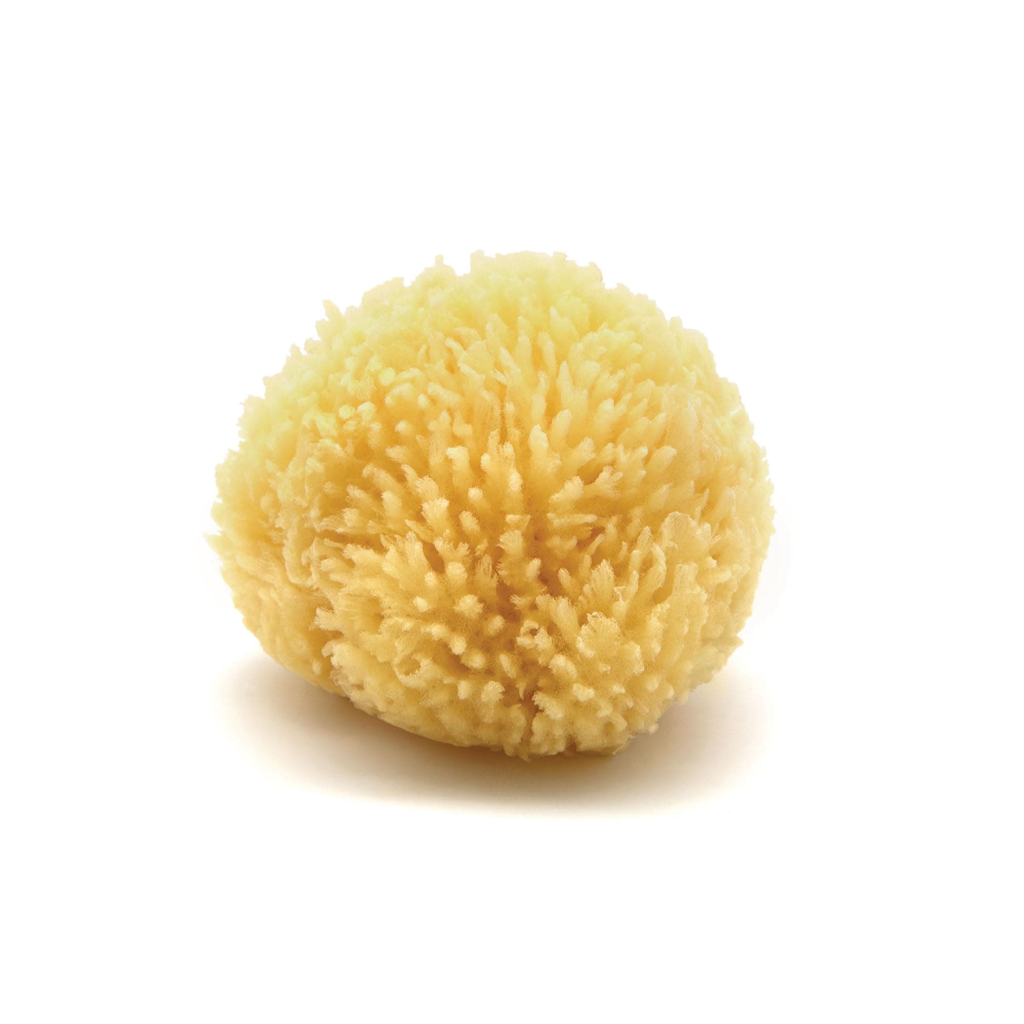 Neptune Caribbean Sea Sponge, Hand Cut, Small, Approx. 4-5 inches