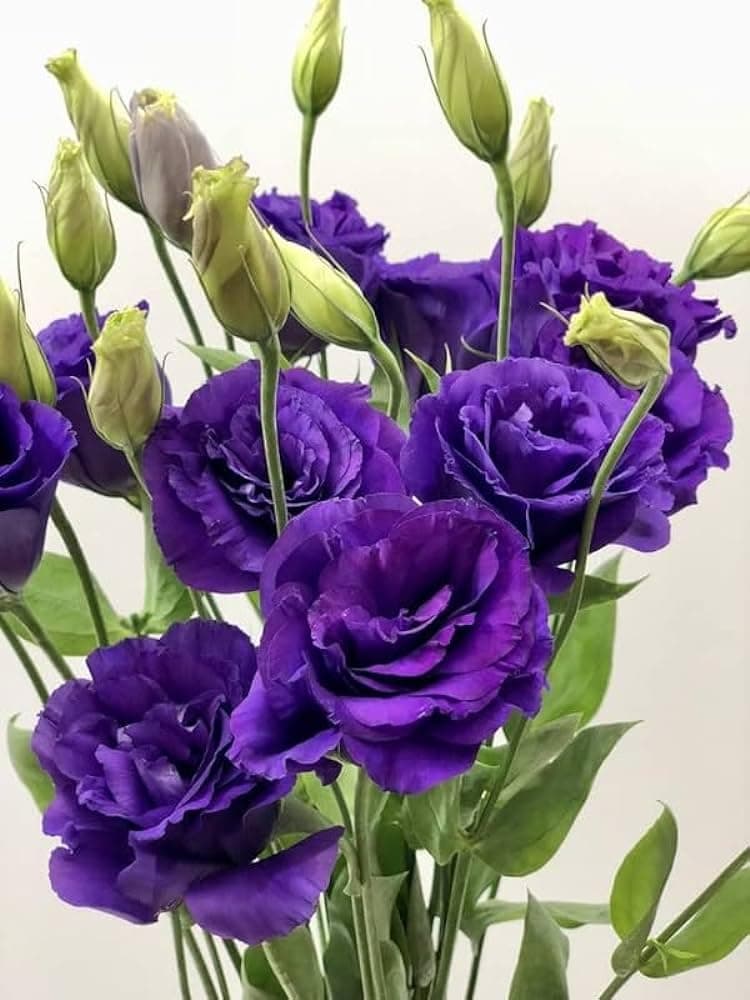 Lisianthus flower live plant Pack of 1 live beautiful flower plant