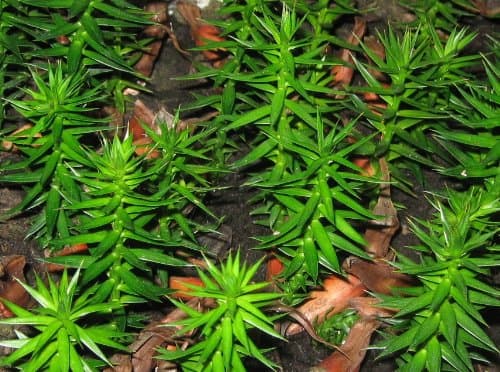 Monkey Puzzle Tree Araucaria Araucana 11-12cm Tall 2 Years Old