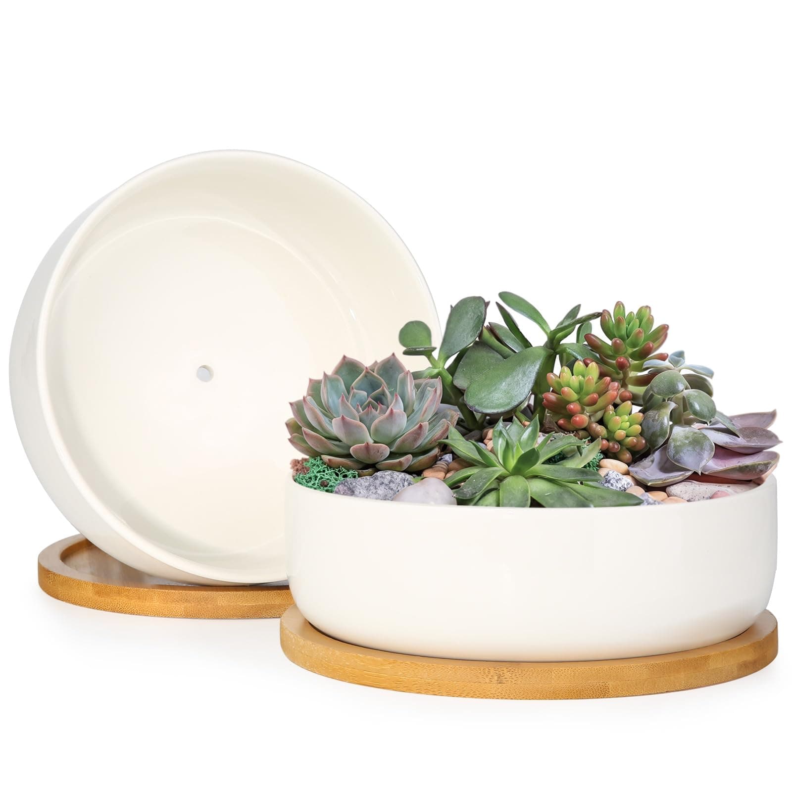 ZOUTOG Succulent Pots,6 Inch Succulent Planters with Drainage and Tray,White Ceramic Planters for Indoor Plants,Round Flower Plant Pots,Pack of 2