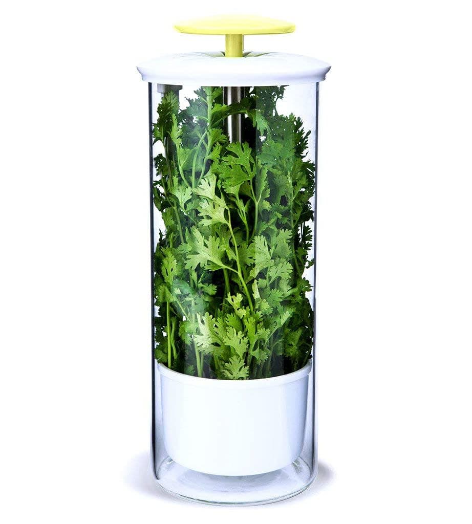 XXL Herb Keeper and Herb Saver – Glass Storage Container for Cilantro, Mint, Parsley, Asparagus, Keeps Greens Fresh for 2-3 Weeks
