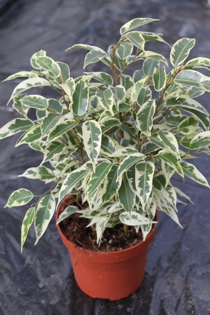 Ficus Benjamina Variegated Live Plant Fit 1 Gallon Pot Foliage Plant