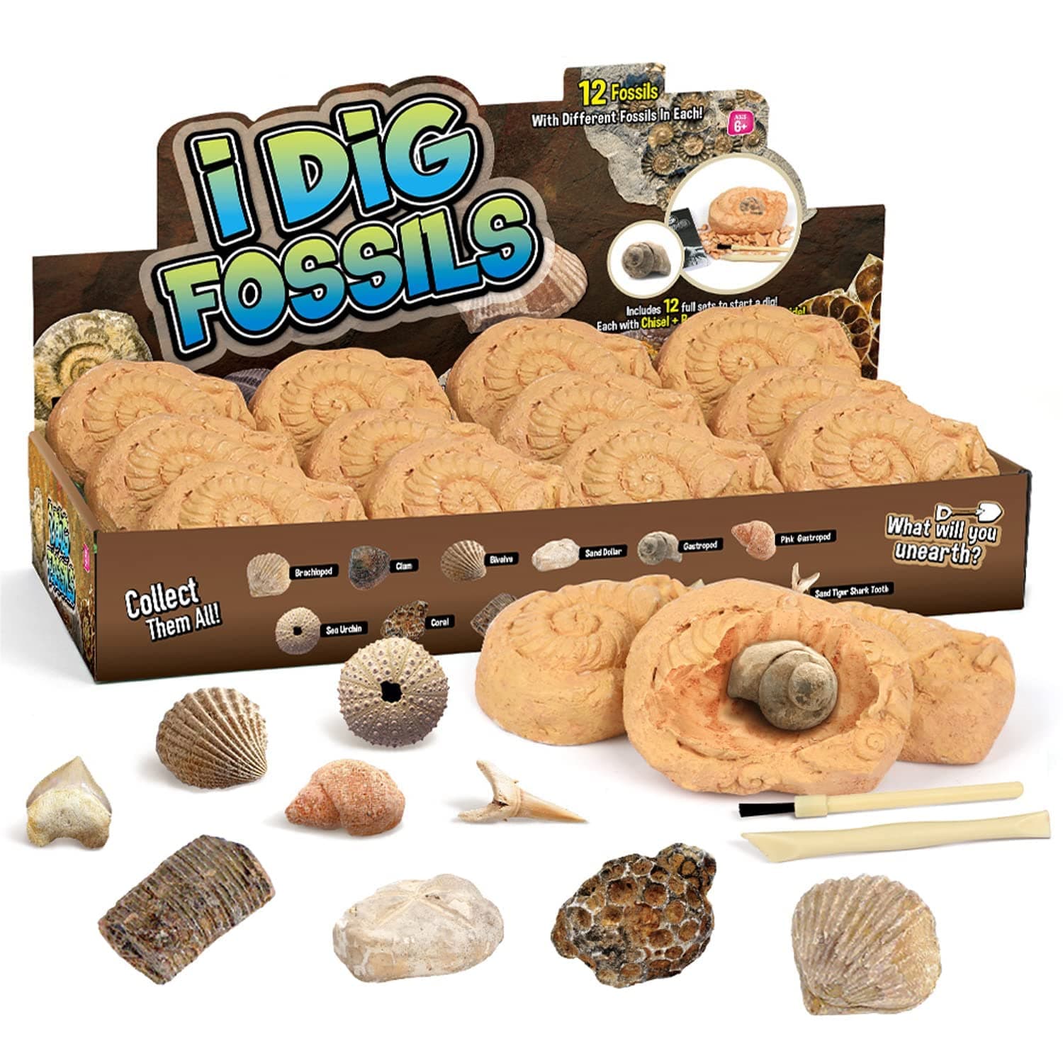 Gamerside Fossil Dig Kit - Educational STEM Science Toys for Kids Ages 6+ - Dig Up 12 Fossils Real & Dinosaur Bones Rocks - Digging Activities Kits - Paleontology, Discovery Gifts for Boys & Girls