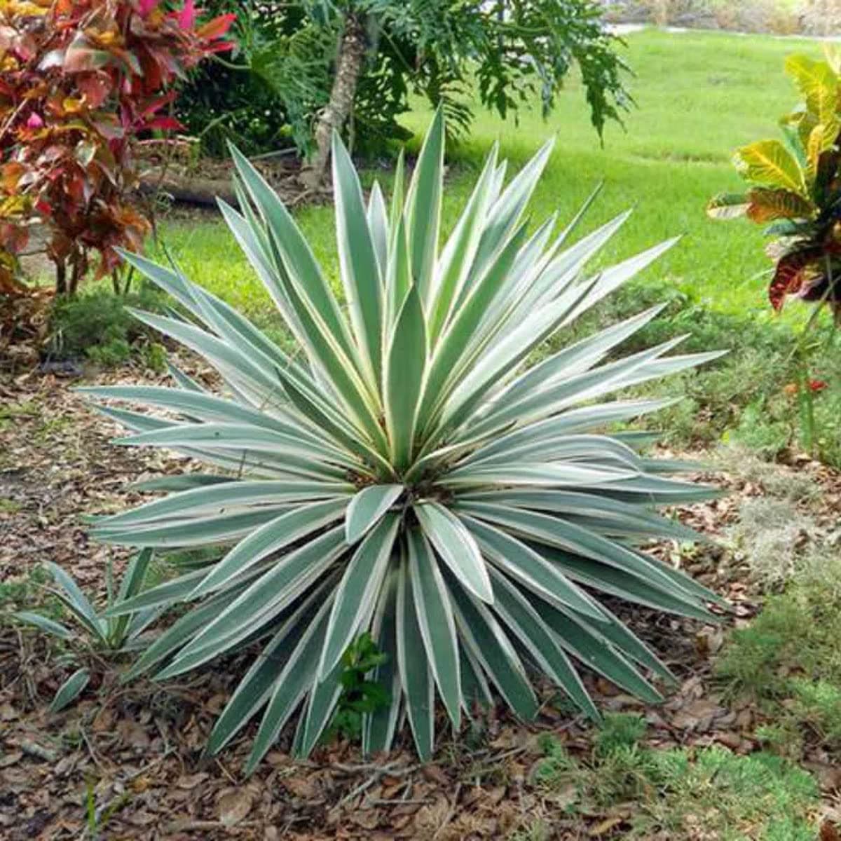 Yucca Gloriosa Variegata - Spanish Dagger - Plant in 3 L Pot