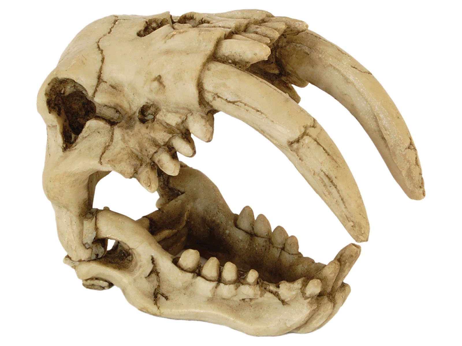 Repstyle Sabre Tooth Tiger Skull Aquarium Ornament