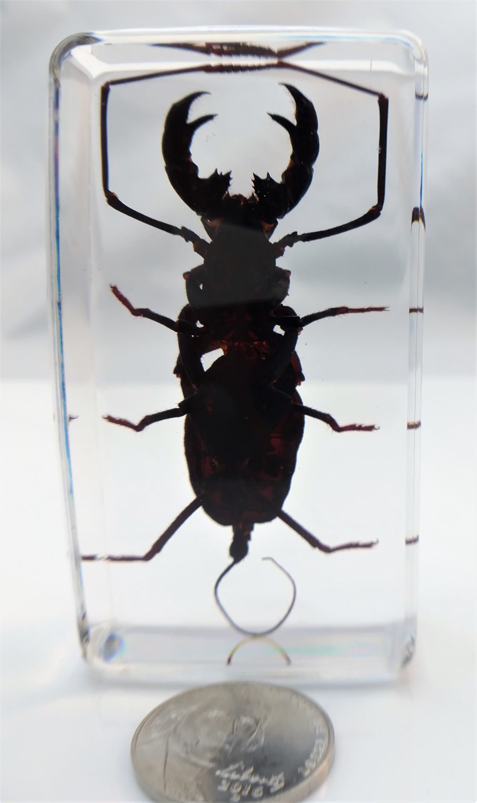 Real Whip Scorpion Specimen in Lucite Resin