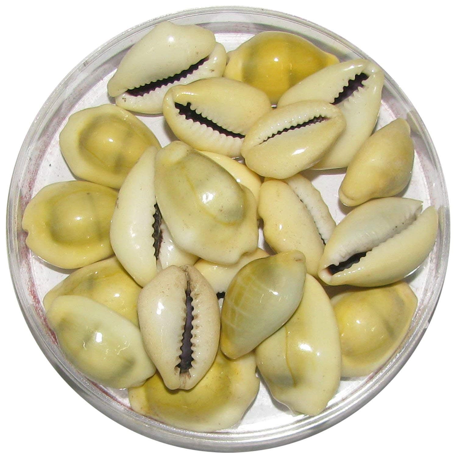 Pmw Natural Lakshmi - Peeli Kodi - Kauri - Kowri - Cowry - Kaudi - Cowrie - Gavvalu - Loose Packed (Yellow ) - 11 Pieces