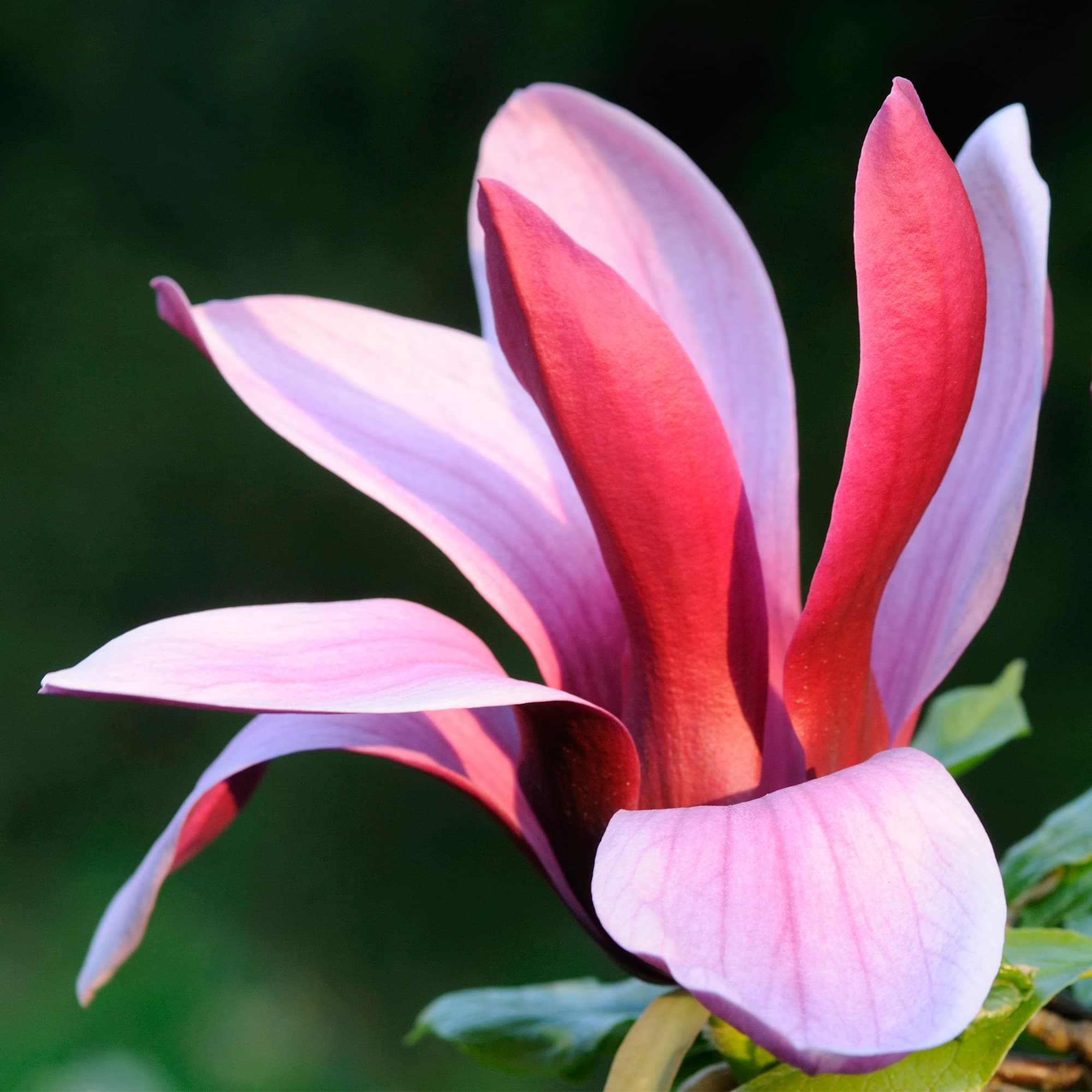 Magnolia liliiflora Nigra | Deciduous Hardy Outdoor Garden Shrub in 9cm Pot