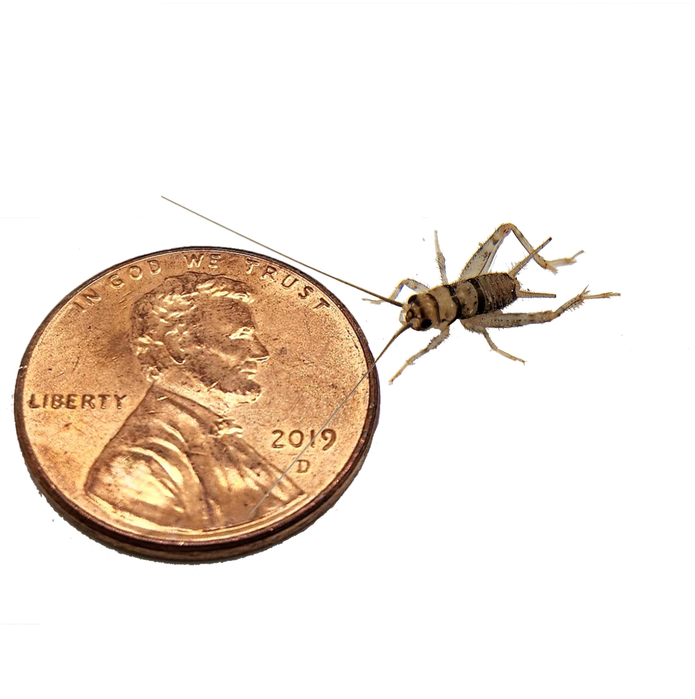 Josh's Frogs 1/4" Banded Crickets (250 Count)