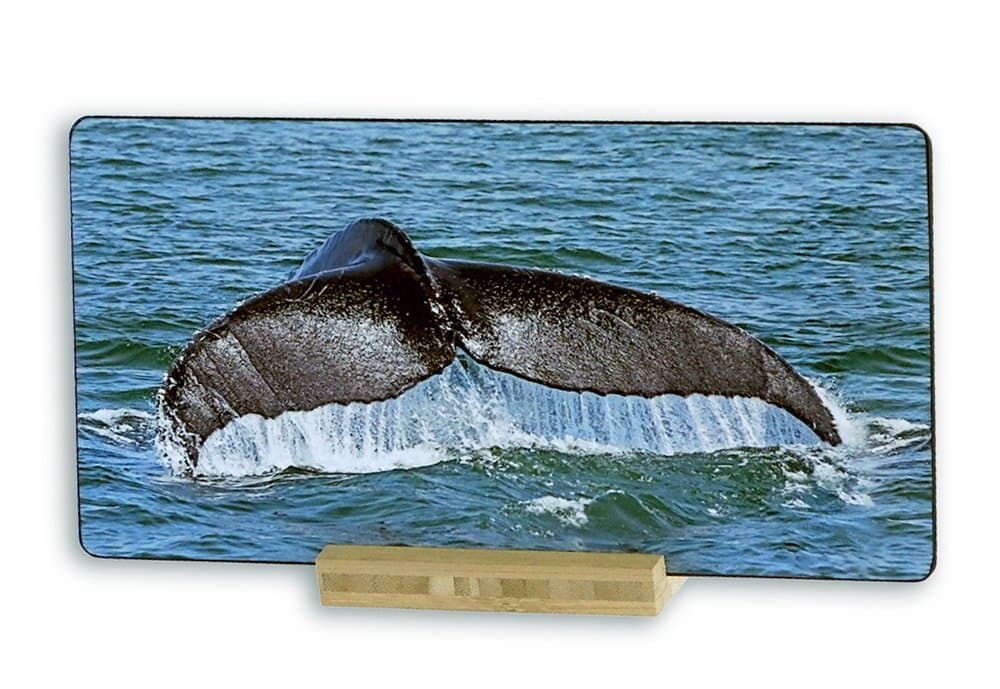 Humpback Whale Tail, Monterey Bay, Moss Landing, California, USA - Original Photography Metal Art Print Gift with Bamboo Stand for Office Desk Art or Home Table Art Display