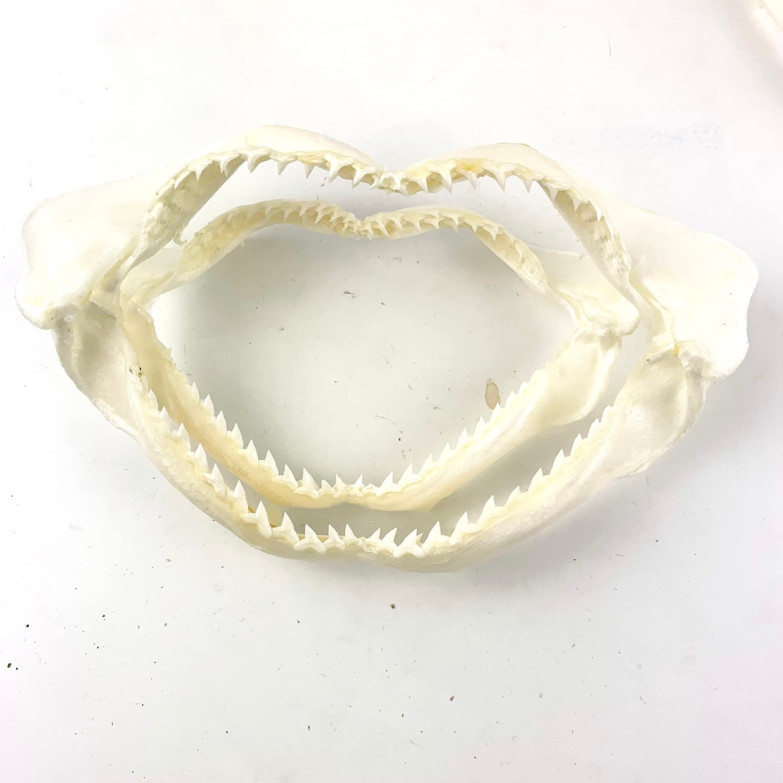 Heyiwell 1PC Shark Jaws,Real Shark Jaw for Beach Theme Home Decor 5"~6" Inch