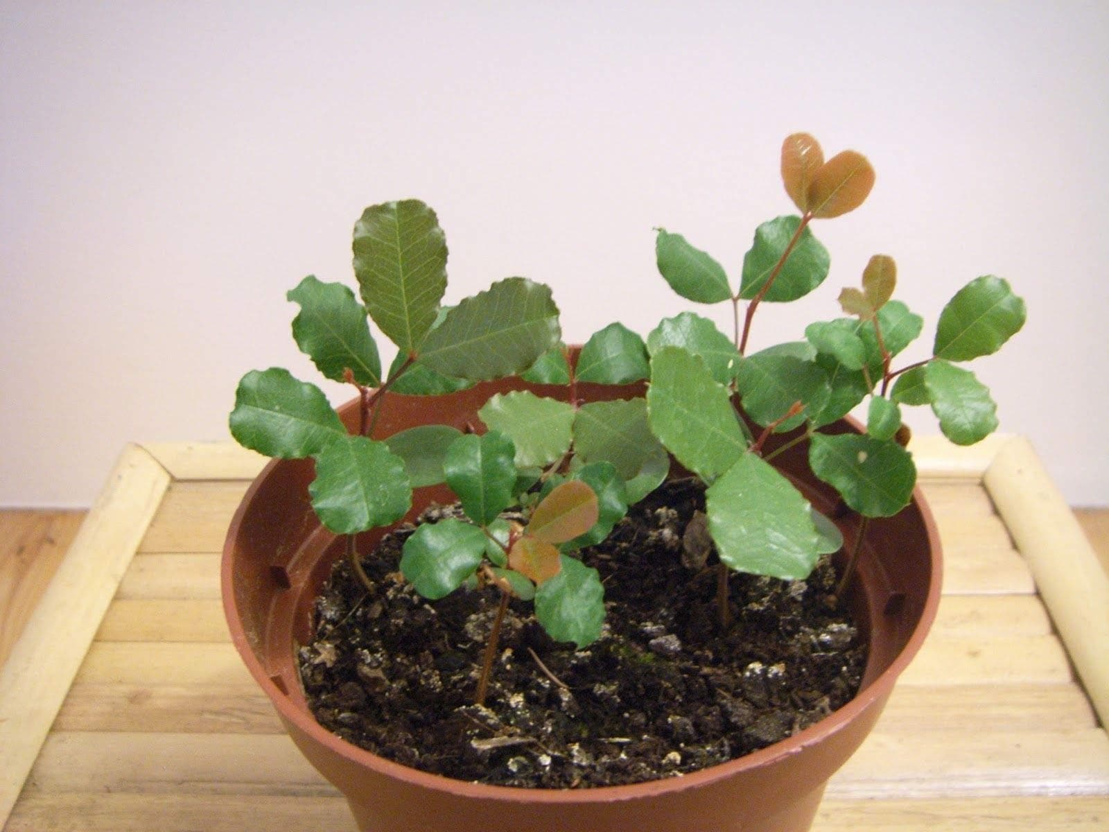 TROPICA - Carob Tree (Ceratonia siliqua var. edulis) - 30 Seeds - Mediterranean