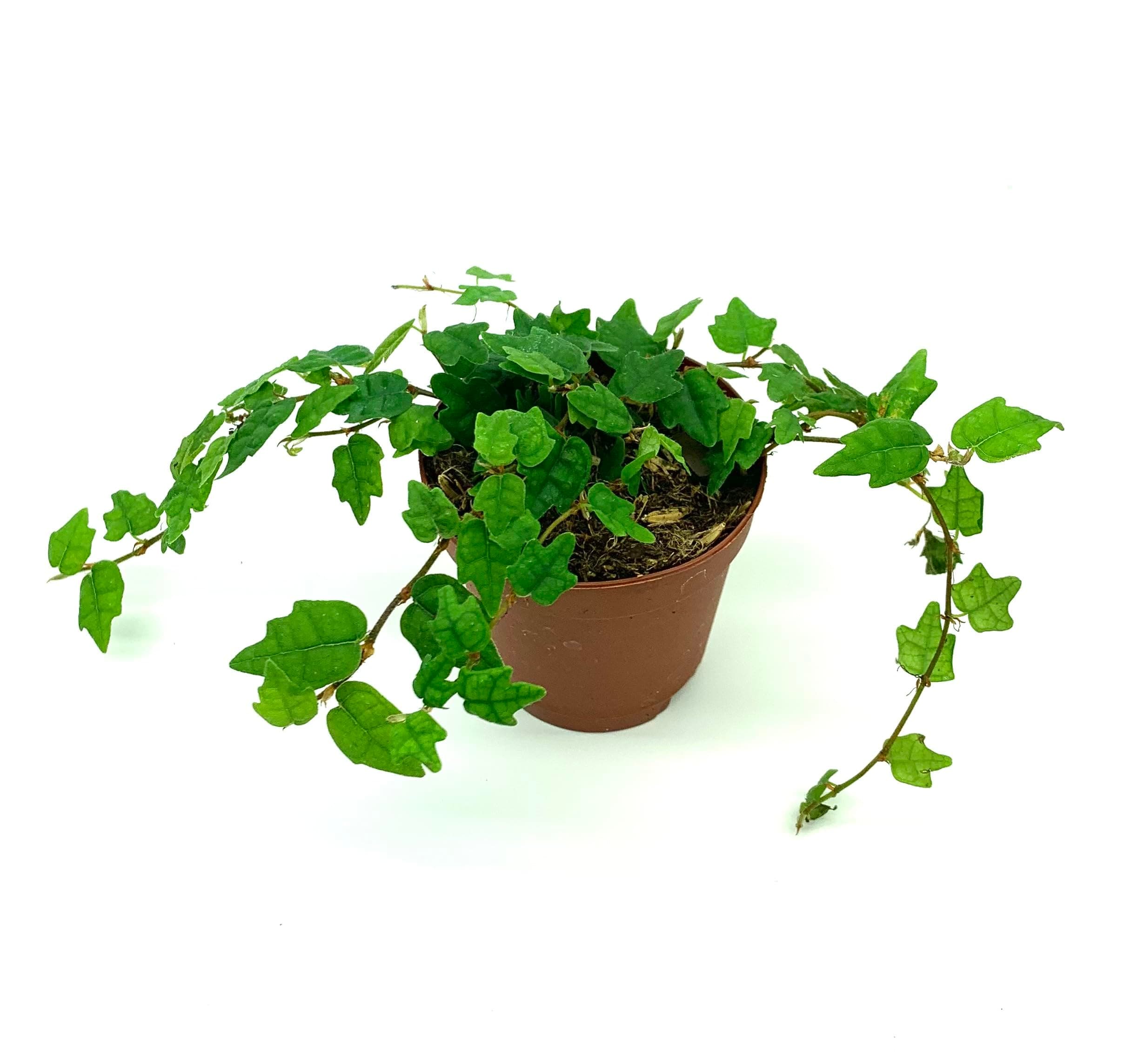 String of Frogs Houseplants Ficus Pumila Quercifolia in 2" Pot Oak Leaf Creeping Fig