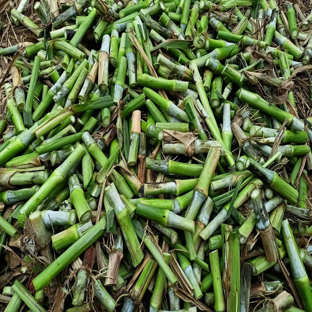 Super Napier Grass Stick | Pack of Fresh 100 Sticks | Best Green Hybrid Super Napier Grass Sticks for Animals