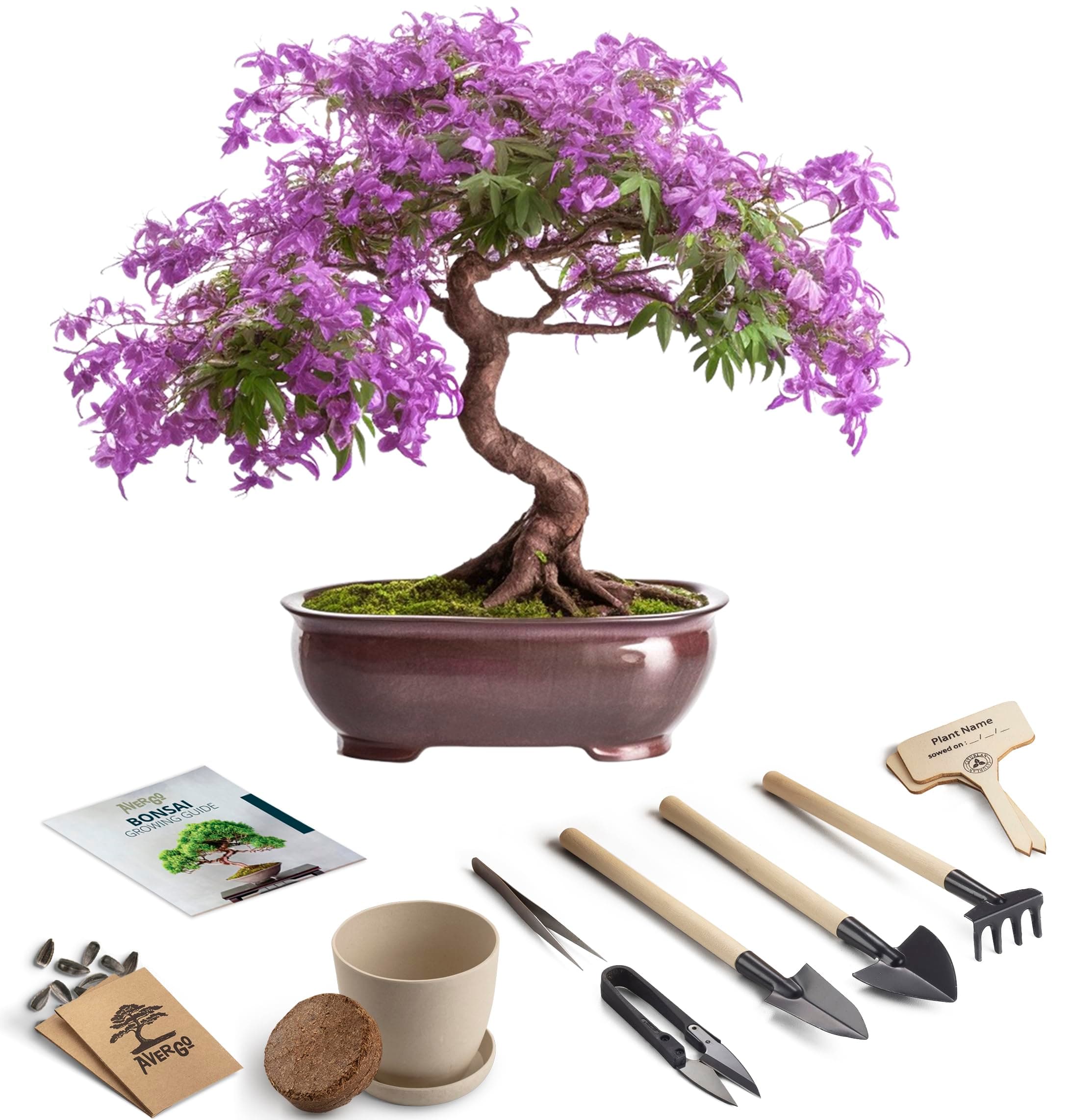 AVERGO Bonsai Tree Kit – 2X Jacaranda + 2X Locust - 2xV1-D