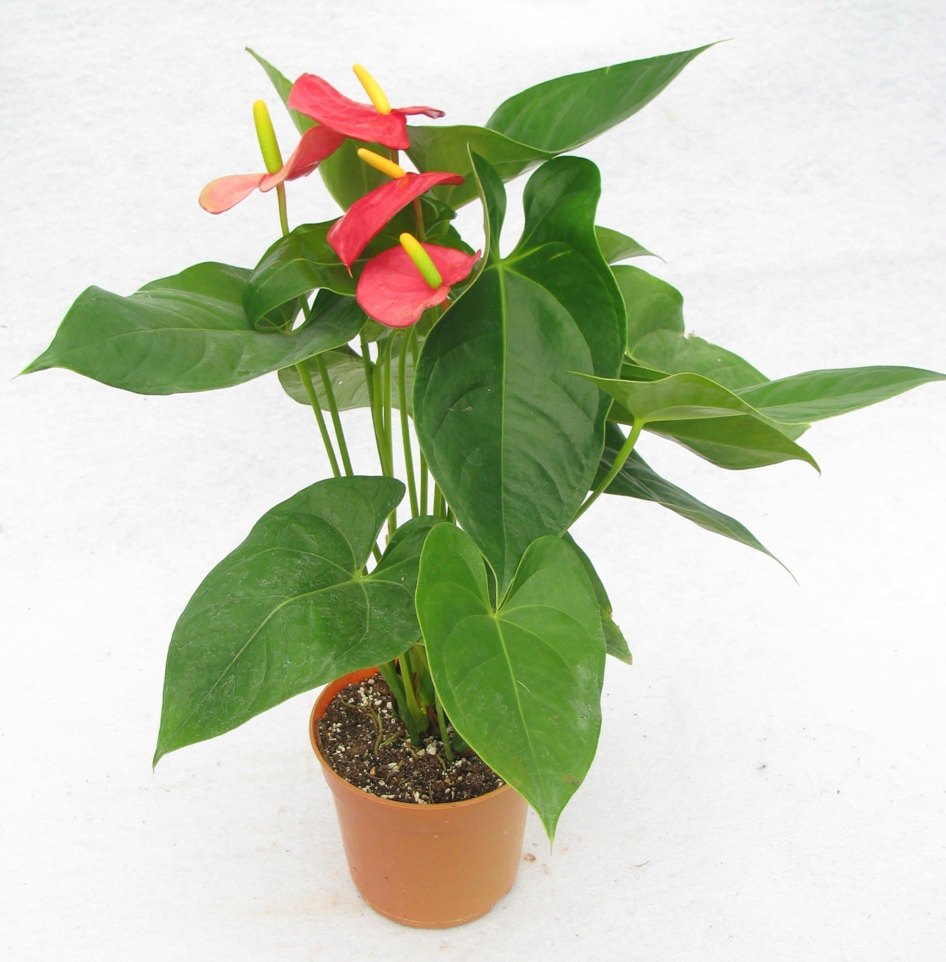 Bio Blooms Anthurium Pink Flowers Live Plants With Pot (Natural)