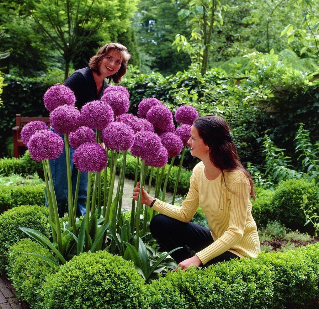 GIANT ONION - 30 Seeds Giant Allium giganteum / Garden Plant / Beautiful Flower
