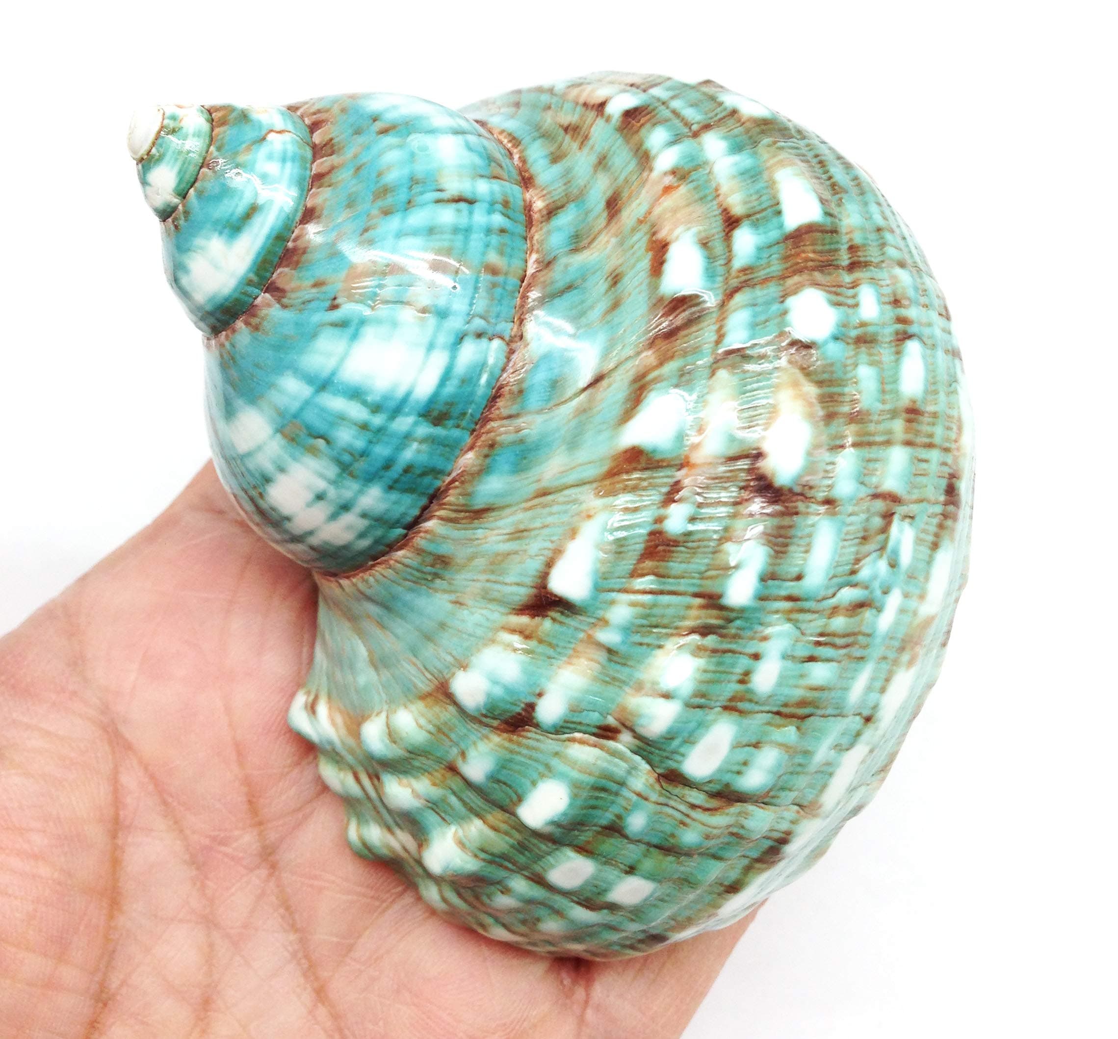 PEPPERLONELY Green Blue Gade Big Turbo Sea Shells, Large Hermit Crab Shells, 3 Inch ~ 3-1/2 Inch