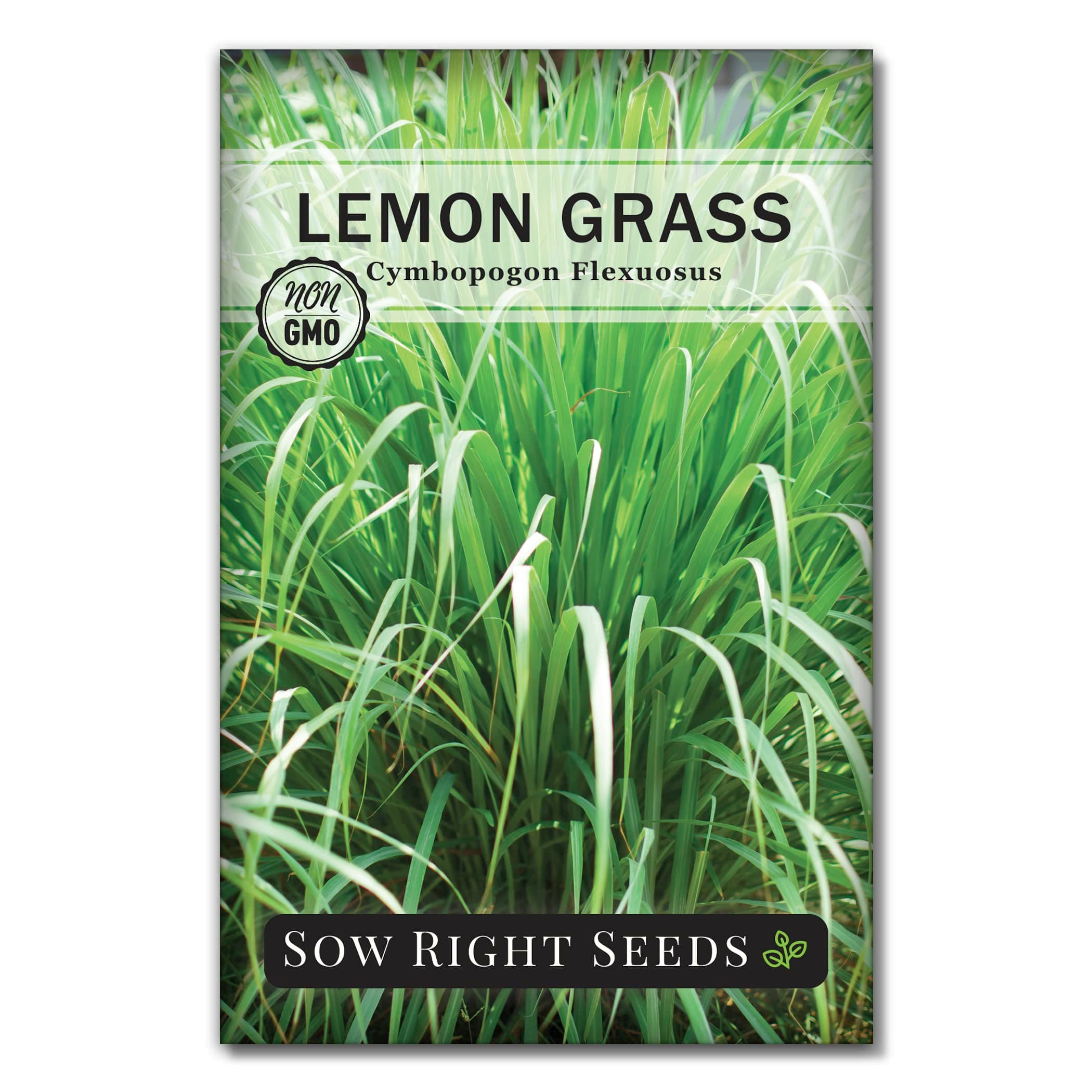Sow Right Seeds - Lemon Grass Seed for Planting - Non-GMO Heirloom Packet with Instructions for Easy Planting and Growing an Herb Garden - Indoor or Outdoors - Delicious Culinary Herb (1)