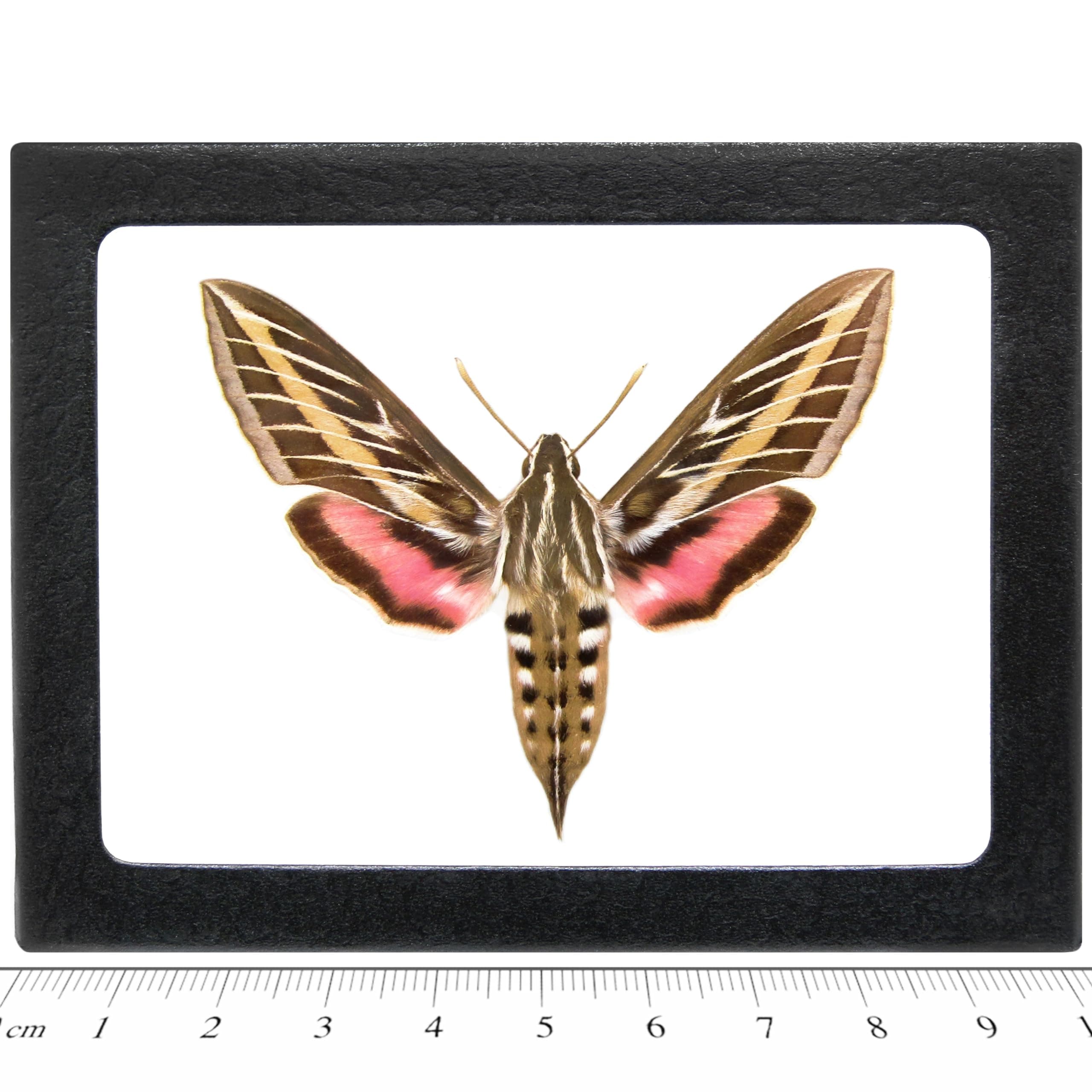 BicBugs Hyles lineata REAL FRAMED SPHINX MOTH WHITE LINED SPHINX ARIZONA