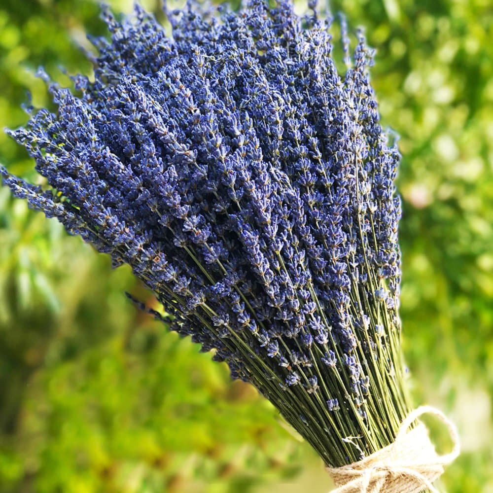 TooGet Lavender Dried Ultra Blue Bundles 200+ Stems(16" - 18" Long) for Home Decor, Crafts, Gift, Wedding or Any Occasion