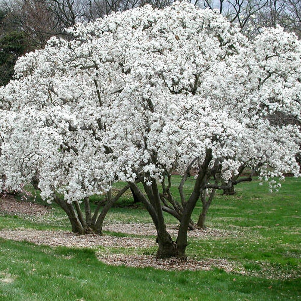 Magnolia Stellata Starry Plant - Outdoor Garden Ready Flowering Shrub - Beautiful Hardy Deciduous Shrub for Gardens and Patios (9cm Pot, 20-30cm)