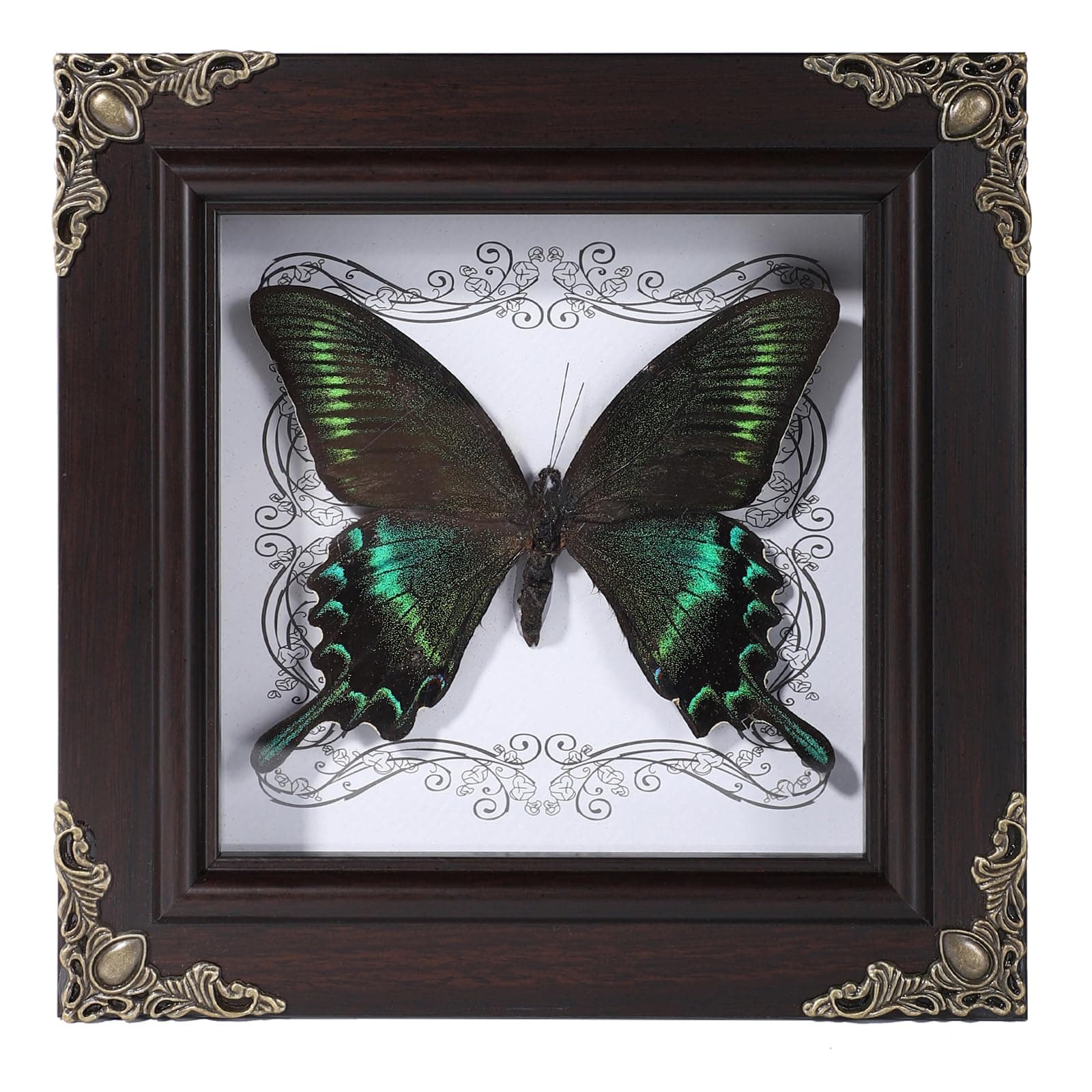 Real Butterfly Framed Home Decor,Taxidermy Shadow Box for Goth Dark Academia Wall Art Decor,Gothic Furniture Gifts for Victorian Whimsigoth Fantasy Moody Witchy Room Bedroom Decor