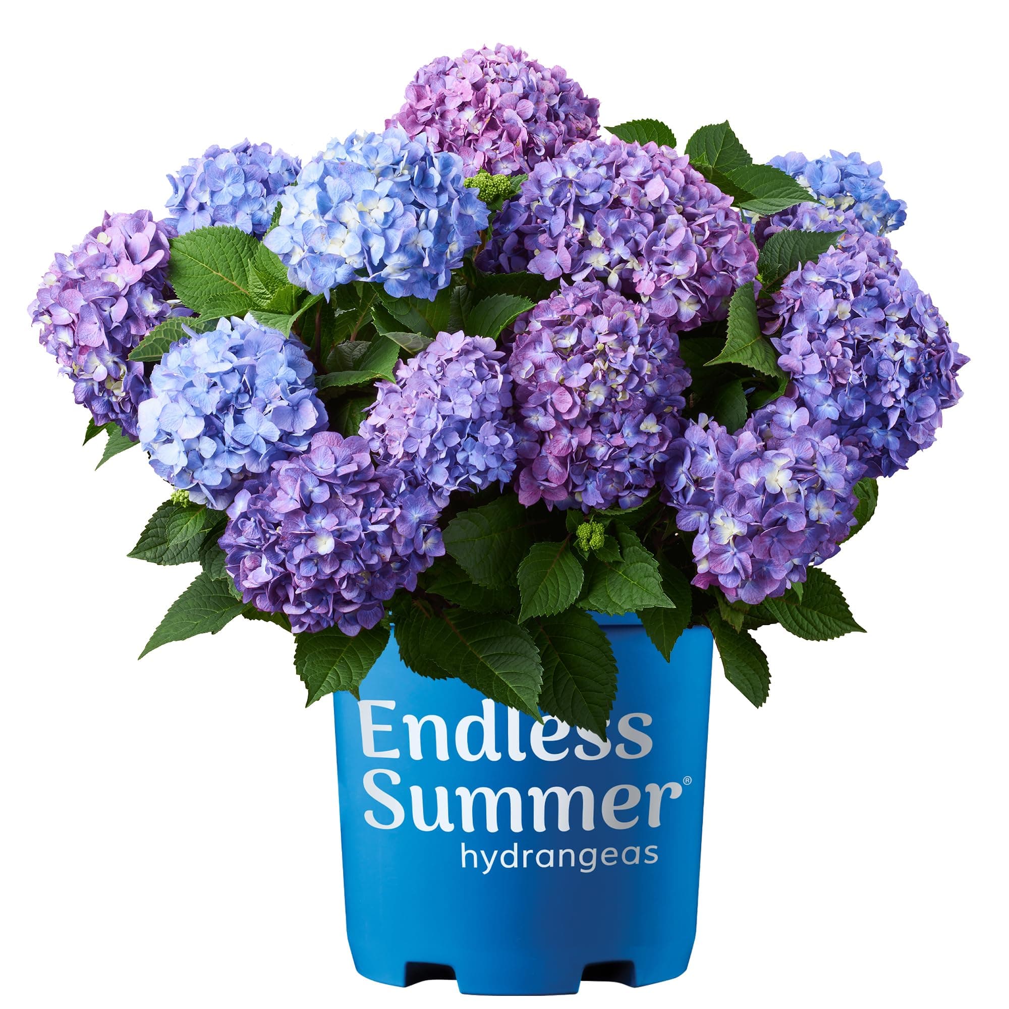Endless Summer Hydrangea Bloomstruck, 1 Gallon