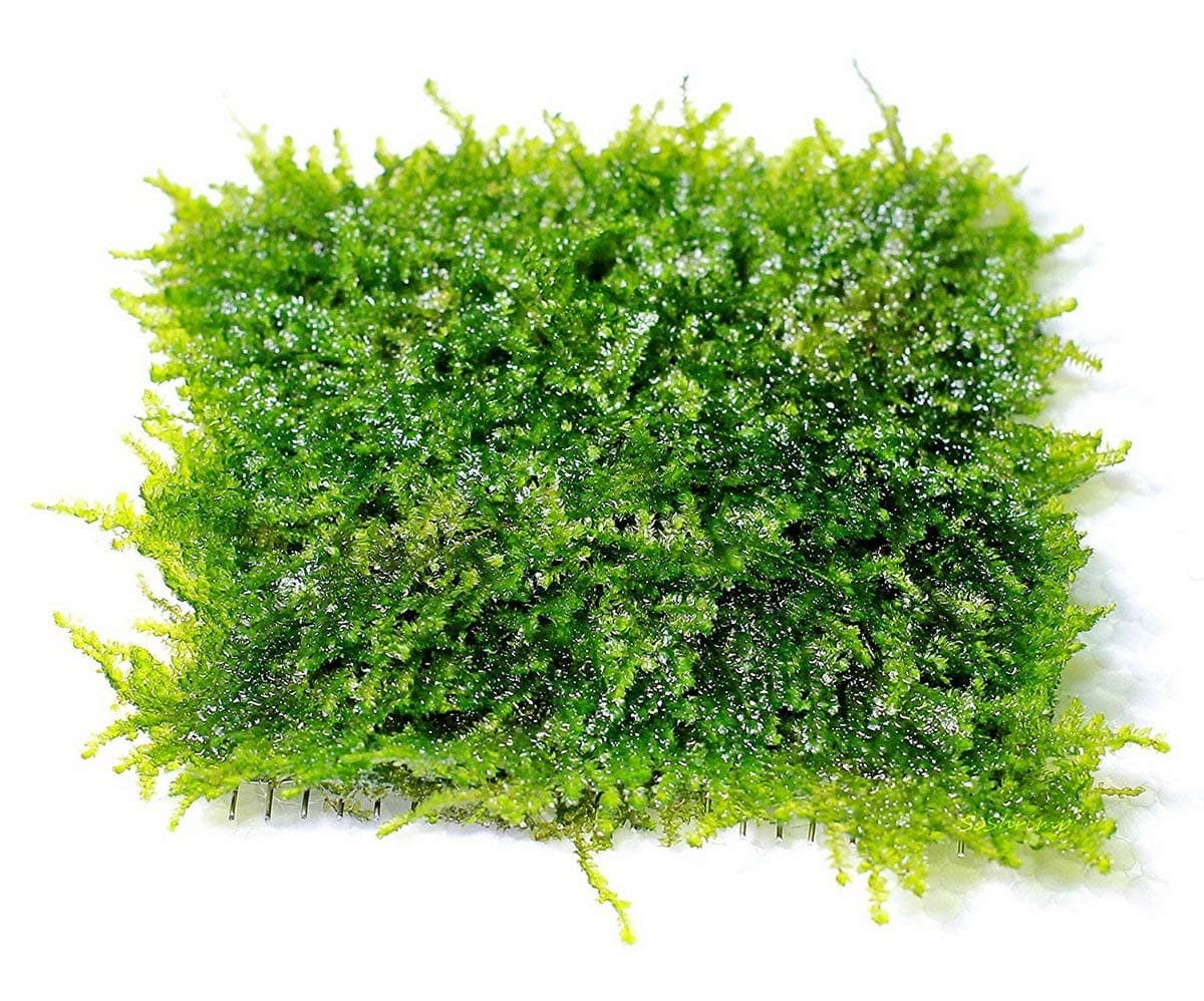 Mini Christmas Moss Mesh Pad - Vesicularia sp. Live Aquarium Plant by SoShrimp