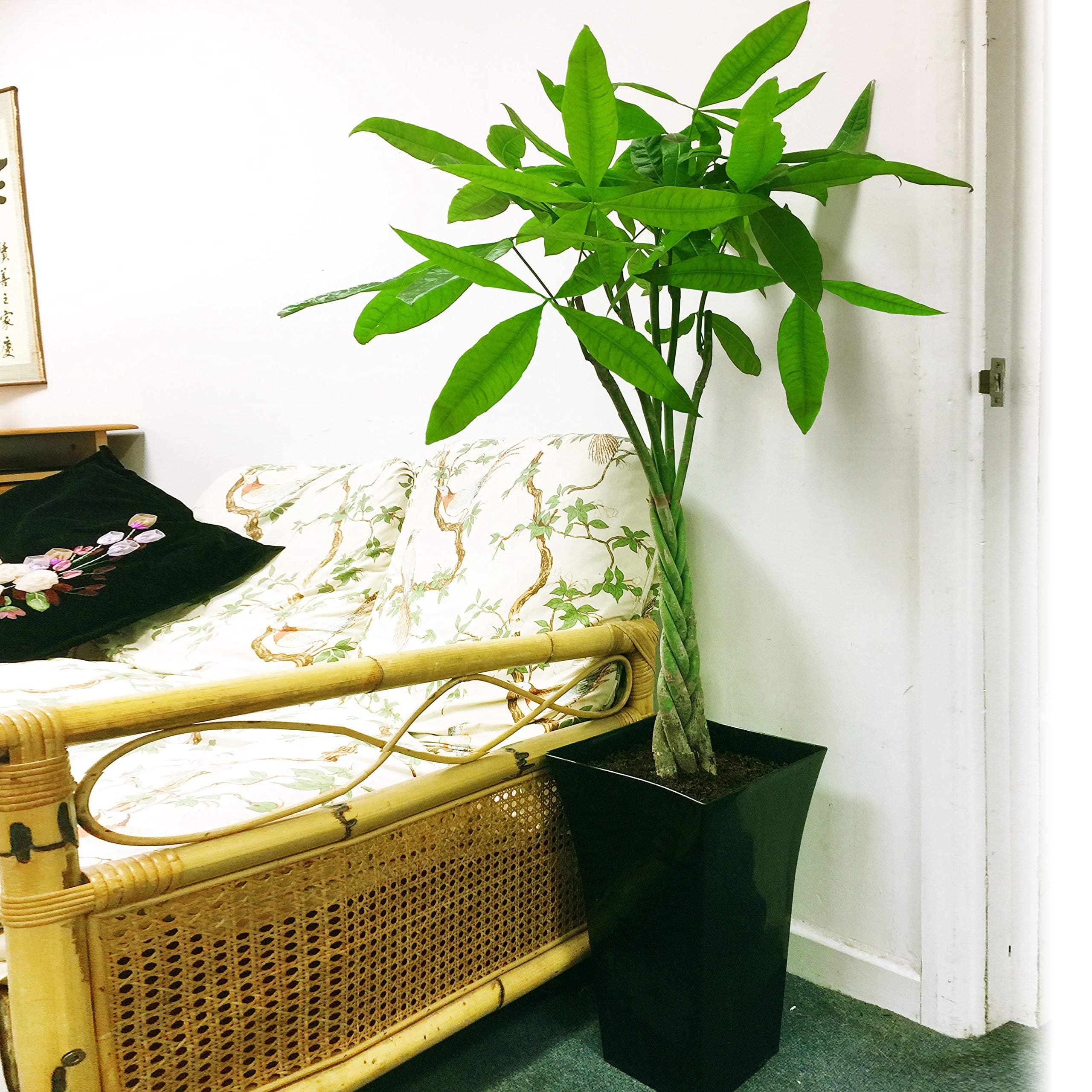 Large Traditional Evergreen House Plants in Pot - Lucky Money Tree, Pachira Aquatica Glabra