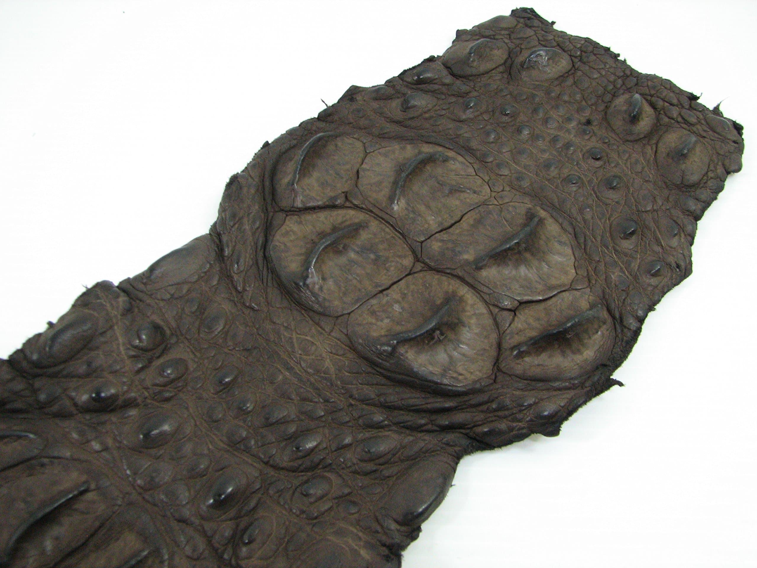 Genuine Crocodile Alligator Hornback Skin Strap Leather Hide Pelt Chocolate Brown (5.5" x 44")