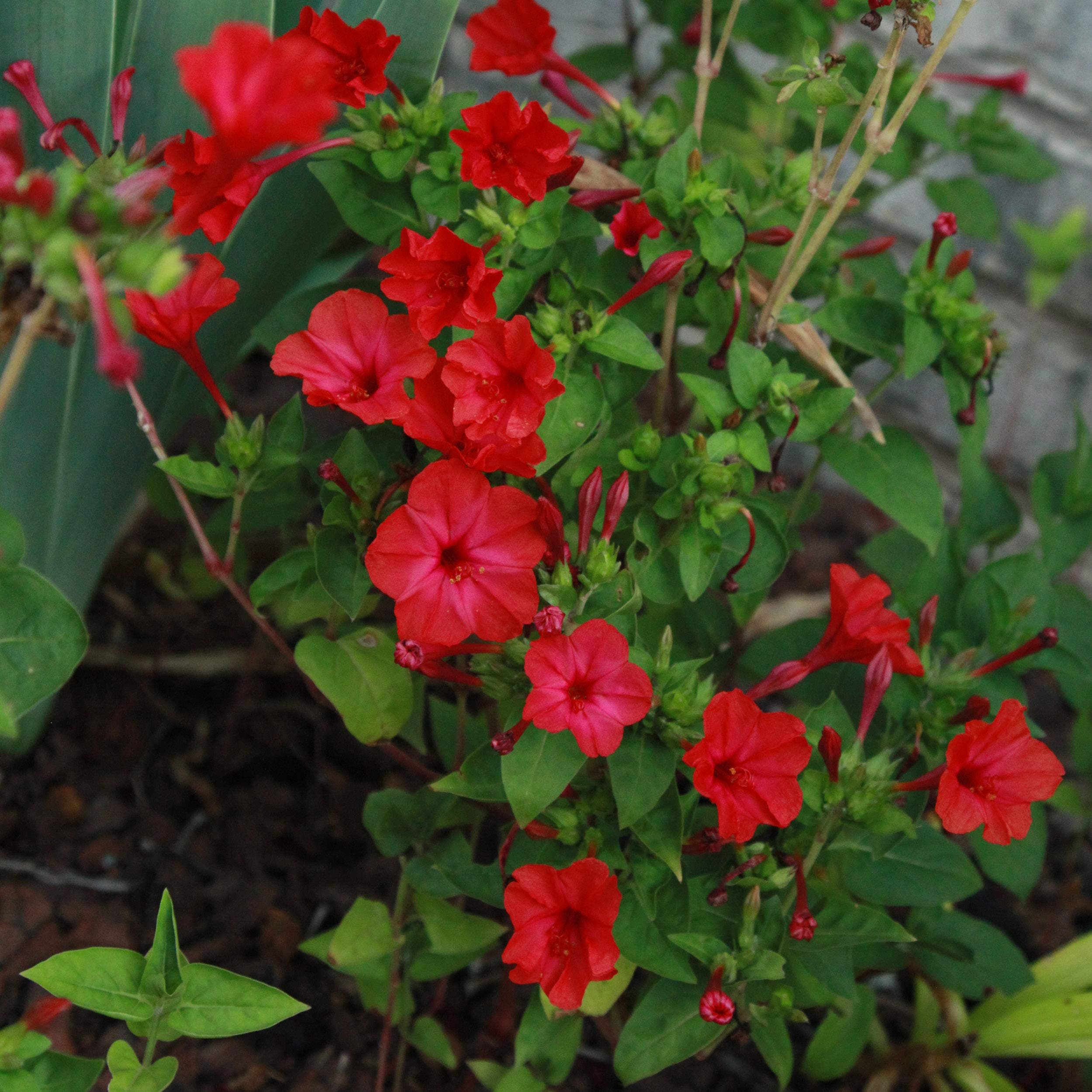 40+ Mirabilis Jalapa Scarlet Red Flower Seeds/ Four O'Clock/ Perennial